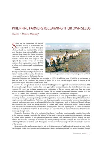 Philippine Farmers Reclaiming Their Own Seeds 
Charito P. Medina Masipag* 
Farmers’ organization members transplanting rice in seed bank 
Co-ordinated by Navdanya 113 
Seeds are the embodiment of survival 
and food security of all humanity. But 
these seeds which had been developed, 
selected, shared and maintained by farmers 
since the dawn of agriculture had been under 
constant threat since the Green Revolution 
(GR) was introduced some 50 years ago. 
Farmers’ varieties had been displaced and 
replaced by several waves of ‘modern’ 
varieties—from high yielding varieties (HYVs) 
to hybrid seeds and genetically modified crops 
(GMOs). 
Modern varieties and technologies have 
directly or indirectly caused genetic erosion of 
farmers’ varieties and associated diversity. In 
rice, at least 85 percent of the fields in Burma, 
Indonesia, Philippines and Thailand are now occupied by HYVs. In addition, some 375,000 ha or nine percent of 
total rice lands in the Philippines was planted to hybrid rice in 2011. The hectarage is bound to increase as the 
government targets 500,000 to 700,000 ha for 2013. 
Likewise the first genetically modified crop in the Philippines was approved for commercialization in 2002. 
Ten years after, eight Bt corn varieties have been approved for commercialization but limited to two traits—pest 
resistance (Bt crops) and herbicide resistance, or a combination of the two (stacked trait). And these are owned 
by three companies: Monsanto, Syngenta and Pioneer. The area planted to genetically modified corn for 2011 was 
685,619 ha (ISAAA data) comprising 27% of the total corn area of 2.49M ha in the Philippines. 
Biotech corporations had been using all tactics to promote GMOs. First, Syngenta had been very aggressive in 
promoting vitamin A rice masquerading as a technology to feed malnourished children. This public relations GM 
crop is currently field tested in the Philippines and the proponents plan to commercialize next year. Second, climate 
change is used as an opportunity to advocate GMOs hyped as climate smart seeds in the form of drought tolerant 
and ‘submarine’ rice. These new seeds promoted as ‘climate ready’ seeds are expected to be a ‘medicine worse 
than the illness’ because these crop varieties have narrow genetic make-up, high response to chemical fertilizers, 
and displace many farmers’ varieties. At the landscape and ecosystem level, it replaces the mosaic of varieties into 
monocrop of single traits. 
On another dimension, it has to be emphasized that farmers knowledge, sometimes called associated knowledge 
is also important because it embodies the ‘software’ of the seeds, i.e. every variety’s ecological adaptability, tolerance 
to climatic stress, resistance or susceptibility to pests and diseases, even gastronomic qualities. Having the seeds 
without the associated knowledge of farmers is like having a library without a catalogue. But all of these are lost 
with the proliferation of modern seeds developed in research institutions or corporate laboratories to the exclusion 
of the farmers. 
Government policy and programs have its role in the disappearance of traditional and farmers’ varieties. Under 
the Philippine Hybrid Rice Commercialization Program (HRCP), production of hybrid rice seeds is promoted through 
 