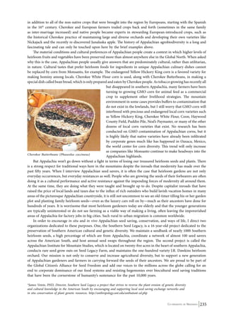 in addition to all of the non-native crops that were brought into the region by Europeans, starting with the Spanish 
in the 16th century. Cherokee and European farmers traded crops back and forth (sometimes in the same family 
as inter-marriage increased) and native people became experts in stewarding European-introduced crops, such as 
the historical Cherokee practice of maintaining large and diverse orchards and developing their own varieties like 
Nickajack and the recently re-discovered Junaluska apple. The history of Appalachian agrobiodiversity is a long and 
fascinating tale and can only be touched upon here by the brief examples above. 
The material conditions and cultural preferences of Appalachian people create a context in which higher levels of 
heirloom fruits and vegetables have been preserved more than almost anywhere else in the Global North. When asked 
why this is the case, Appalachian people usually give answers that are predominately cultural, rather than utilitarian, 
in nature. Cultural tastes that prefer heirloom foods for ingredients in unique Appalachian culinary dishes cannot 
be replaced by corn from Monsanto, for example. The endangered Yellow Hickory King corn is a favored variety for 
making hominy among locals. Cherokee White Flour corn is used, along with Cherokee Butterbeans, in making a 
special dish called bean bread, which is only prepared and eaten by Cherokee people. As tobacco growing has recently all 
but disappeared in southern Appalachia, many farmers have been 
turning to growing GMO corn for animal feed as a commercial 
crop to supplement other livelihood strategies. The mountain 
environment in some cases provides buffers to contamination that 
do not exist in the lowlands, but I still worry that GMO corn will 
interbreed with precious and endangered local corn varieties such 
as Yellow Hickory King, Cherokee White Flour, Coon, Haywood 
County Field, Puddin Pile, Neal’s Paymaster, or many of the other 
dozens of local corn varieties that exist. No research has been 
conducted on GMO contamination of Appalachian corns, but it 
is highly likely that native varieties have already been infiltrated 
by corporate genes much like has happened in Oaxaca, Mexico, 
the world center for corn diversity. This trend will only increase 
as companies like Monsanto continue to make headways into the 
Appalachian highlands. 
But Appalachia won’t go down without a fight in terms of losing our treasured heirloom seeds and plants. There 
is a strong respect for traditional ways here in the mountains despite the inroads that modernity has made over the 
past fifty years. When I interview Appalachian seed savers, it is often the case that heirloom gardens are not only 
everyday occurrences, but everyday resistances as well. People who are growing the seeds of their forbearers are often 
doing it as a cultural performance and active resistance against the impending forces of modernity all around them. 
At the same time, they are doing what they were taught and brought up to do. Despite capitalist inroads that have 
raised the price of local lands and taxes due to the influx of rich outsiders who build lavish vacation homes in many 
areas of the picturesque Appalachian countryside, it is still not uncommon to see an old-timer tilling his or her garden 
plot and planting family heirloom seeds—even as the luxury cars roll on by—much as their ancestors have done for 
hundreds of years. It is worrisome that most heirloom gardeners today are elderly and that the younger generations 
are typically uninterested or do not see farming as a viable way of making a living, often leaving the impoverished 
areas of Appalachia for factory jobs in big cities. Such rural to urban migration is common worldwide. 
In order to encourage in situ and in vivo Appalachian seed saving, conservation, and ways of life, I direct two 
organizations dedicated to these purposes. One, the Southern Seed Legacy, is a 16 year-old project dedicated to the 
preservation of Southern American cultural and genetic diversity. We maintain a seedbank of nearly 1000 Southern 
heirloom seeds, a high percentage of which are from Appalachia, coordinate a network of almost 100 seed savers 
across the American South, and host annual seed swaps throughout the region. The second project is called the 
Appalachian Institute for Mountain Studies, which is located on twenty-five acres in the heart of southern Appalachia, 
conducts rare seed grow outs on Seed Legacy Farm, and maintains the one-hundred variety J.R. Dawkins heirloom 
orchard. Our mission is not only to conserve and increase agricultural diversity, but to support a new generation 
of Appalachian gardeners and farmers in carrying forward the seeds of their ancestors. We are proud to be part of 
the Global Citizen’s Alliance for Seed Freedom and add our voices to the millions across the globe calling for an 
end to corporate dominance of our food systems and resisting hegemonies over biocultural seed saving traditions 
that have been the cornerstone of humanity’s sustenance for the past 10,000 years. 
*James Veteto, Phd, Director, Southern Seed Legacy a project that strives to reverse the plant erosion of genetic diversity 
and cultural knowledge in the American South by encouraging and supporting local seed saving exchange networks and 
in situ conservation of plant genetic resources. http://anthropology.unt.edu/anthatunt-ssl.php 
Co-ordinated by Navdanya 235 
Cherokee Butterbeans (Phaseolus coccineus) 
 