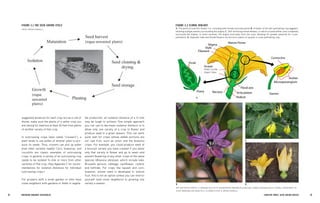 14 BRE EDING ORGANIC V EGE TABL E S 15 
CHAPTER THREE: SEED-SAVING BASICS 
suggested distances for each crop, but as a rule of thumb, make sure the plants of a selfer crop you are raising for seed are at least 20 feet from plants of another variety of that crop. 
In outcrossing crops (also called “crossers”), a plant tends to use pollen of another plant to produce its seeds. Thus, crossers can pick up pollen from other varieties readily! Corn, brassicas, and cucurbits are classic examples of outcrossing crops. In general, a variety of an outcrossing crop needs to be isolated ¼ mile or more from other varieties of that crop. (See Appendix C for recommendations for isolation distances for individual outcrossing crops.) 
For growers with a small garden or who have close neighbors with gardens or fields in vegetable production, an isolation distance of a ¼ mile may be tough to achieve. One simple approach you can use to decrease isolation distance is to allow only one variety of a crop to flower and produce seed in a given season. This can work quite well for crops whose edible portions are not ripe fruit, such as onion and the brassica crops. For example, you could produce seed of a broccoli variety you have created if you allow only that variety to flower and go to seed—and prevent flowering of any other crops of the same species (Brassica oleracea), which include kale, Brussels sprouts, cabbage, cauliflower, collard, and kohlrabi. For crops like squash and corn, however, whose seed is developed in mature fruit, this is not an option unless you can restrict yourself (and close neighbors) to growing one variety a season. 
FIGURE 3.1 THE SEED-SAVING CYCLEPHOTO, BRYAN CONNOLLY. 
FIGURE 3.2 FLORAL BIOLOGY 
A. The parts of a perfect flower (i.e., including both female and male parts) B. A flower of the self-pollinating crop eggplant, showing multiple anthers surrounding the stigma. C. Self-fertilizing tomato flowers, in which a fused anther cone completely surrounds the stigma. In some varieties, the stigma protrudes from the cone, allowing for greater potential for cross- pollination. D. Separate male and female flowers are borne on plants of squash, a cross-pollinating crop. 
B. 
D. 
C. 
A. 
ART AND PHOTO CREDITS: A. MARIANA RUIZ (HTTP://EN.WIKIPEDIA.ORG/WIKI/FILE:MATURE_FLOWER_DIAGRAM.SVG) B. CORNELL DEPARTMENT OF PLANT BREEDING AND GENETICS C. ELIZABETH DYCK D. BRYAN CONNOLLY 
Perianth 
Petal: Corolla 
Sepal: Calyx  