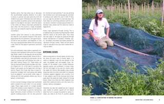 16 BRE EDING ORGANIC V EGE TABL E S 17 
CHAPTER THREE: SEED-SAVING BASICS 
FIGURE 3.3 USING NETTING TO CONTROL POLLINATIONPHOTO, ELIZABETH DYCK 
Another option that may allow you to decrease the recommended isolation distance is to plant in blocks or patches and save seed only from the middle of your patch. Pollinators are more likely to carry the pollen of another variety to the individual plants on the edge of the patch, while the plants in the center are likely to have been pollinated by each other. But this practice is really acceptable only if you are using the seed for yourself and are not selling it. 
Another option that reduces or even eliminates the need for a set isolation distance is the use of physical barriers for pollination. The type of physical barrier and procedure used depends on how the crop is being pollinated. Within the outcrossing crops, there are two types of pollination, wind and insect. 
For wind-pollinated crops, pollen is generally controlled by covering flowers with some sort of paper bag. Pollen collects in the bag and can be directed to the appropriate maternal plant. Some of the insect- pollinated crops that are outcrossers can be caged or covered well with floating row cover or fine mesh netting (Figure 3.3). These plants can then be hand pollinated by placing bags over flowers (Figure 3.4). Or, in the case of cucurbits, the flower’s own petals can be taped shut forming a barrier (Figure 3.5). Crops that have a mixed reproductive strategy, both outcrossing and selfing (such as peppers), can be grown under cages or netting and will self-pollinate without any risk of genetic contamination. 
A more involved strategy to keep insect-pollinated plants isolated from each other is to use wooden cages. These cages consist of a simple wooden frame with window screen stapled to it to keep all bees out. This technique is good for maintaining large collections of plant varieties or to further a specific breeding project, but not very practical for commercial seed growing. If you are growing two varieties of an outcrossing species, and want to produce pure seed from one or both of them, you can cage the varieties on alternate days. For more ideas on controlling pollination and the various factors involved in producing pure seed of individual crops, please see the resources listed in Appendix B. 
Some crops reproduce through cloning. This is an asexual way of producing offspring that makes identical copies of the parent plant. Only rarely will new types or off-types be produced through sexual reproduction or mutation. Potatoes, garlic, Jerusalem artichokes and sweet potatoes all reproduce through clones. These are the easiest crops to reproduce once you have created the variety you want. 
RIPENING SEEDS 
Determining when to harvest seeds can be tricky, but there are some rules of thumb. Again, it is useful to separate crops into two groups: in this case, dry-seeded and wet-seeded crops. Examples of dry-seeded crops include brassicas, legumes, grains, and sunflowers. In these crops, the fruit will begin to dry and turn brown when the seeds are mature. Wet-seeded crops include those that have fruit with moist flesh, for example, tomatoes, peppers, eggplant, and cucurbits. Fruit of wet-seeded crops for the most part are at their peak when the seeds are ready. Instead of turning brown, these fruits often turn their brightest color when their seeds are mature, as in the case of tomatoes, melons, and peppers. 
Squashes are also wet seeded but are a special case. Seeds of summer squash are not mature when the fruit is usually harvested for eating. Instead, you need to let fruits of summer squash 
 