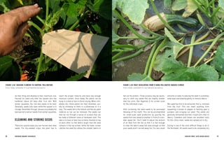 18 
BRE EDING ORGANIC V EGE TABL E S 19 
CHAPTER THREE: SEED-SAVING BASICS 
fall out the bottom. Three screens may be necessary to catch any seeds that are slightly smaller than the norm. See Appendix D for screen sizes for the individual crops. 
After screening, the seed needs to be winnowed (blowing off the chaff). This can be accomplished for small-scale seed production by pouring the seeds from one vessel to another in front of a variable speed fan. You’ll need to adjust the amount of air flow from the fan so that it is fast enough to clear the debris away but slow enough so that your seeds aren’t carried away too. For very small amounts of seed, try placing the seed in a shallow, wide bowl and blowing gently to remove debris. 
Wet seed has first to be extracted, that is, removed from the fruit. This can mean anything from squashing a tomato or pepper to hacking open a pumpkin and scraping out seed. The seeds are generally fermented and then rinsed until clear of debris. Colanders and sieves are excellent tools for this. Once clean, seeds are spread out to dry. 
Drying is one of the most difficult things to do in the Northeast. All seeds need to be completely dry 
FIGURE 3.4A BAGGING FLOWERS TO CONTROL POLLINATION 
PHOTO, CORNELL DEPARTMENT OF PLANT BREEDING AND GENETICS 
FIGURE 3.4B FRUIT DEVELOPING FROM A HAND-POLLINATED SQUASH FLOWER 
PHOTO, CORNELL DEPARTMENT OF PLANT BREEDING AND GENETICS 
do their thing and develop to their maximum size. Harvest for seed only after the squash skin has hardened (about 60 days after fruit set). With winter squashes, the rind also needs to be hard. Generally, seeds fully ripen while the squash is in 
storage. November through January is probably the 
best period to extract seeds from winter squashes. 
CLEANING AND STORING SEEDS 
There are several ways you can harvest and clean seeds. For dry-seeded crops, the plant has to reach the proper maturity and have low enough moisture content. Once ready, the plants can be hung in a shed or barn to finish drying. When completely dry, these plants are then threshed, usually by stomping on them in a pillowcase or in a tarp. The seeds fall to the bottom and the dry plant material on top can be removed. The seeds can then be run through a series of screens that can be made of different sizes of hardware cloth. The idea is to have at least two screens stacked on top of each other so that debris larger than the seed remains in the top screen, while the lower screen catches the seed but allows the smaller debris to  