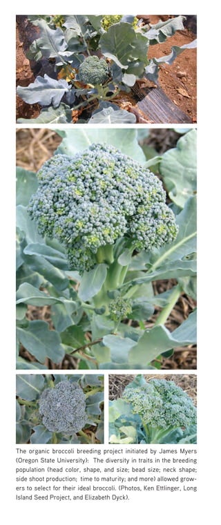 The organic broccoli breeding project initiated by James Myers (Oregon State University): The diversity in traits in the breeding population (head color, shape, and size; bead size; neck shape; side shoot production; time to maturity; and more) allowed growers to select for their ideal broccoli. (Photos, Ken Ettlinger, Long Island Seed Project, and Elizabeth Dyck). 
 