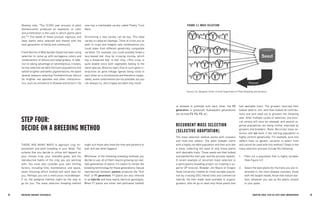 34 BRE EDING ORGANIC V EGE TABL E S 35 
CHAPTER FOUR: STEP-BY-STEP CROP IMPROVEMENT 
THERE ARE MANY WAYS to approach crop improvement and plant breeding in your fields. The scheme that you decide to utilize will depend on your chosen crop, your intended goals, and the reproductive habits of the crop you are working with. You must also consider your own limiting factors, including time, maintenance, and space, when choosing which method will work best for you. Perhaps you are a meticulous recordkeeper. If so, the pedigree method might be the way to go for you. The mass selection breeding method might suit those who have the time and patience to wait and see what happens. 
Whichever of the following breeding methods you decide to use, all of them require growing out multiple generations of plants. It’s useful to review the breeding terminology for these generations: Sexual reproduction between parents produces the “first filial” or F1 generation. F1 plants are also referred to as hybrids and have nearly identical genotypes. When F1 plants are either self-pollinated (selfed) 
STEP FOUR: 
DECIDE ON A BREEDING METHOD 
Mooney note, “The 12,000 year process of plant domestication produced an explosion of color and proliferation in the uses to which plants were put.”26 The seeds of these unusual, vigorous, and tasty plants were selected and shared with the next generation of family and community. 
Frank Morton of Wild Garden Seeds has been using selection to come up with outrageous colors and combinations of lettuce and salad greens. In addition to taking advantage of serendipitous crosses, he has selected variable heirloom populations that exhibit brighter and better pigmentations. He spent several seasons selecting Forellenschluss lettuce for brighter red speckles and other characteristics, such as resistance to disease and tip burn. He now has a marketable variety called Flashy Trout Back. 
Envisioning a new variety can be key. This ideal variety is called an ideotype. Think of a trait you’ve seen in crops and imagine new combinations you could make from different genetically compatible varieties. For example, you could possibly breed a lacy-leaved bok choy by crossing mizuna, which has a dissected leaf, to bok choy. (This cross is quite doable since both vegetables belong to the same species, Brassica rapa.) Due to such gene interactions as gene linkage (genes being close to each other on a chromosome and therefore inseparable), some combinations are not possible, but you can always try, and a happy accident may result. 
FIGURE 4.1 MASS SELECTION 
Source: Dr. Margaret Smith, Cornell Department of Plant Breeding and Genetics 
or allowed to pollinate with each other, the F2 generation is produced. Subsequent generations are termed F3, F4, F5, etc. 
RECURRENT MASS SELECTION (SELECTIVE ADAPTATION) 
The mass selection method works with crossers and multi-line selfers. The plant breeder starts with a highly variable population and then acts like a sieve, collecting the seed of only those plants with desirable traits. These seeds are then bulked and planted the next year and the process repeats. A recent example of recurrent mass selection is a participatory breeding project on creating a superior OP broccoli. Breeder Jim Myers of Oregon State University created an initial variable population by crossing OSU inbred lines and commercial hybrids. He then made seed available to organic growers, who let go to seed only those plants that had desirable traits. The growers returned their bulked seed to Jim, who then bulked all contributions and sent seed out to growers the following year. After multiple cycles of selection, one broccoli variety will soon be released, and several regional populations are being further improved by growers and breeders. (Note: Recurrent mass selection will not work if the starting population is highly uniform genetically. For example, pure-line selfers have no genetic variation to select from and cannot be used with this method.) Steps in the mass selection process include the following: 
1. Plant out a population that is highly variable. (See Figure 4.1) 
2. Select the best plants for the traits you are interested in: the most disease resistant, those with the largest heads, those that mature earliest, whatever you see as the plants closest to your goals.  