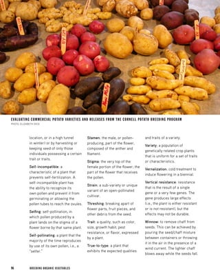 96 
BREEDING ORGANIC VEGETABLES 
location, or in a high tunnel in winter) or by harvesting or keeping seed of only those individuals possessing a certain trait or traits. 
Self-incompatible: a characteristic of a plant that prevents self-fertilization. A self-incompatible plant has the ability to recognize its own pollen and prevent it from germinating or allowing the pollen tubes to reach the ovules. 
Selfing: self-pollination, in which pollen produced by a plant lands on the stigma of a flower borne by that same plant. 
Self-pollinating: a plant that the majority of the time reproduces by use of its own pollen, i.e., a “selfer.” 
Stamen: the male, or pollen- producing, part of the flower, composed of the anther and filament. 
Stigma: the very top of the female portion of the flower; the part of the flower that receives the pollen. 
Strain: a sub-variety or unique variant of an open-pollinated cultivar. 
Threshing: breaking apart of flower parts, fruit pieces, and other debris from the seed. 
Trait: a quality, such as color, size, growth habit, pest resistance, or flavor, expressed by a plant. 
True-to-type: a plant that exhibits the expected qualities and traits of a variety. 
Variety: a population of genetically related crop plants that is uniform for a set of traits or characteristics. 
Vernalization: cold treatment to induce flowering in a biennial. 
Vertical resistance: resistance that is the result of a single gene or a very few genes. The gene produces large effects (i.e., the plant is either resistant or is not resistant), but the effects may not be durable. 
Winnow: to remove chaff from seeds. This can be achieved by pouring the seed/chaff mixture between containers or throwing it in the air in the presence of a wind current. The lighter chaff blows away while the seeds fall. 
EVALUATING COMMERCIAL POTATO VARIETIES AND RELEASES FROM THE CORNELL POTATO BREEDING PROGRAM 
PHOTO, ELIZABETH DYCK  