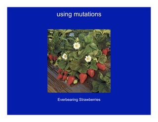 using mutations 
Everbearing Strawberries 
 