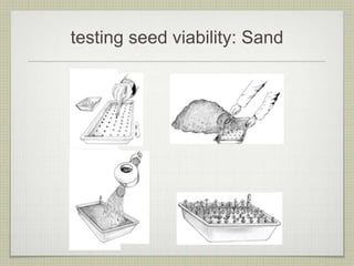 testing seed viability: Sand  