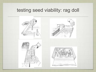 testing seed viability: rag doll  