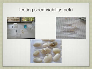 testing seed viability: petri  