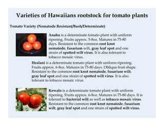 Anahu Technique of Tomato Grafting | PDF