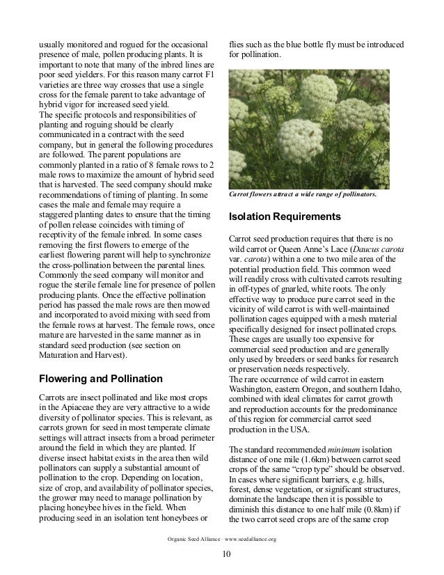 The Principles and Practices of Organic Carrot Seed Production in the…