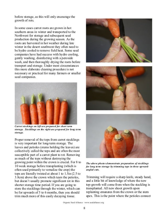 The Principles and Practices of Organic Carrot Seed Production in the…