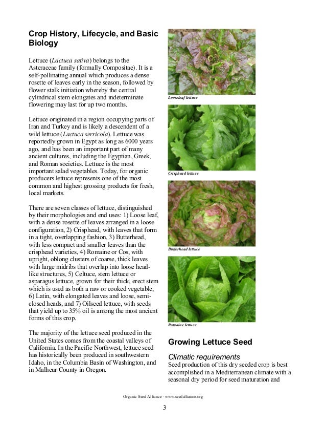 The Principles and Practices of Organic Lettuce Seed Production in th…