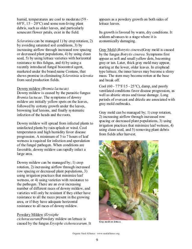 The Principles and Practices of Organic Lettuce Seed Production in th…