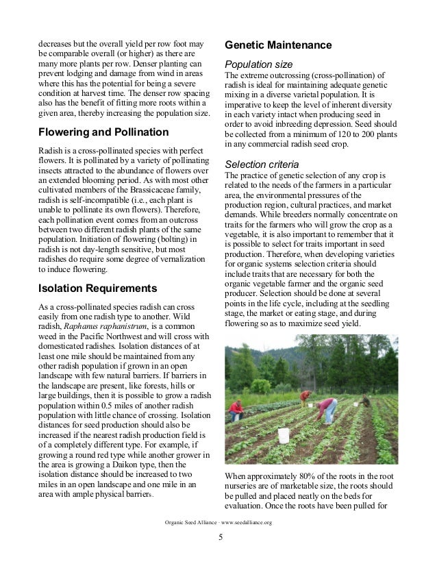 The Principles and Practices of Organic Radish Seed Production in the…