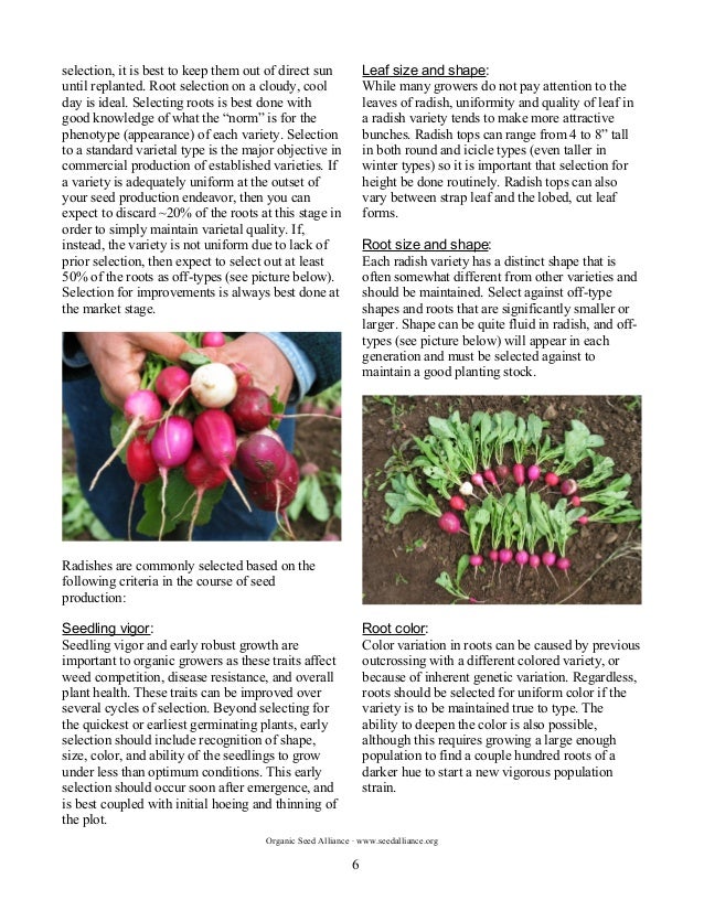 The Principles and Practices of Organic Radish Seed Production in the…