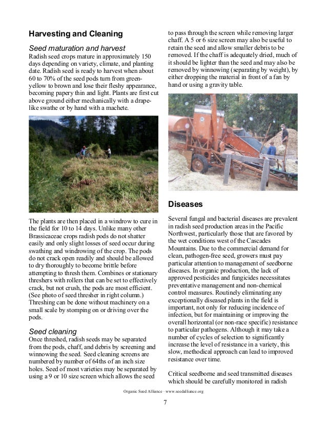 The Principles and Practices of Organic Radish Seed Production in the…
