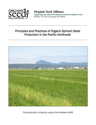 Organic Seed Alliance 
Supporting the ethical development and stewardship of seed 
PO Box 772, Port Townsend, WA 98368 
Principles and Practices of Organic Spinach Seed Production in the Pacific Northwest 
This publication funded by a grant from Western SARE  