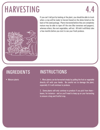 HARVESTING 4.4 
If you can’t tell just by looking at the plant, you should be able to track 
when a crop will be ready to harvest based on the dates listed on the 
back of the seed package. Plants harvested before they are completely 
mature may be able to ripen off the vine (like tomatoes and peppers), 
whereas others, like root vegetables, will not. All told it will likely take 
a few months before you start to see your fresh produce. 
INGREDIENTS INSTRUCTIONS 
• Mature plants 1. Most plants can be harvested simply by pulling the fruit or vegetable 
directly off with your hands. Be careful not to damage the plant, 
especially if it will continue to produce. 
2. Some plants will only continue to produce if you pick from them--- 
beans, for instance--- and so you’ll need to keep up on your harvesting 
to ensure a long and fruitful crop. 
 