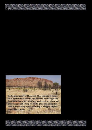 21 
Mulch is an essential part of any arid garden as it drastically reduces the amount of water 
wasted whilst protecting plants and soil from weeds and extremes in soil temperature. 
Mulching: 
• Reduces the need for watering by reducing 
evaporation 
• Adds nutrients to the soil as the mulch 
slowly breaks down 
• Reduces weed growth 
• Stops soil splash and therefore some fun-gal 
soil borne diseases 
• Stabilizes the soil temperature, keeping it 
warm when it’s cold and cool when it’s hot 
reducing stress for plants 
• Enhances water penetration into the soil 
by reducing runoff 
• Allows for heavy and infrequent watering, 
encouraging deep rooting in plants 
• Stops surface evaporation reducing salt 
build up (salinity problems) and pH or 
alkalinity problems 
More on Mulch: 
Avoid putting mulch right up to the plant 
stems and tree trunks to prevent ‘collar rot’ 
damage. Loosen regularly if it gets com-pacted 
to ensure free movement of water 
and air. 
Mulch should be applied thickly at a depth 
of at least 7-10cm. 
Organic mulch can be made of straw, hay, 
dry grass, woodchips, sawdust, native 
grasses, even shredded paper. You can col-lect 
it yourself or purchase mulches (such 
as pea-straw) by the bale from nurseries 
and garden supplies. For best results apply 
a slow release nitrogen fertiliser prior to 
spreading the mulch as raw organic material 
will draw nitrogen from the soil away from 
the plants. 
Different types of 
beneficial invertebrates 
will also benefit from 
a protective layer of 
mulch. These bugs aer-ate 
the soil and convert 
mulch and compost into 
organic material plants 
Buffel grass grows wild around Alice Springs. It consti- can use. 
tutes a serious fire hazard and needs to be cut regularly. 
In conjunction with LandCare, local gardeners have had 
great success collecting cut Buffel grass and using it as 
mulch. Try cutting it yourself using a whipper snipper 
with a metal blade. 
More Information 
The Alice Springs Library 
has The Magic of Mulch by 
Michael J. Roads and The 
Miracle of Mulch by Mary 
Horsfall. 
Mulch 
 