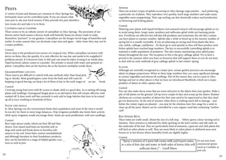 Pests 
A variety of pests and diseases are common in Alice Springs but 
fortunately most can be controlled easily. If you are unsure what 
your pest is, ask your local nursery if they provide free pest identifica-tion 
(some do) and take it in to them. 
Caterpillars & Loopers 
There seems to be an infinite variety of caterpillars in Alice Springs. The proximity of our 
diverse native bush means a diverse moth and butterfly fauna are always ready to make 
themselves “partners” in our gardens. Caterpillars are the hungry larval stage of butterflies and 
moths. In some seasons they can decimate crops time and again – other times they may not be 
a major problem. 
Control 
Derris dust is the powdered root extract of a tropical vine. When caterpillars eat leaves with 
derris on them, they die quickly. It is only effective for one day and needs to be reapplied if 
problems persist. It is however toxic to fish and care must be taken if using it on windy days. 
Dipel bacterial culture comes in a powder. The powder is mixed with water and sprayed on 
plants. Caterpillars that eat the bacteria die as the bacteria multiplies inside them. 
Grasshoppers/ locusts 
These insects are difficult to control with any methods other than hand pick-ing 
or chooks. Most grasshoppers come from the bush and will come by 
hopping so good fencing can keep a lot of them at bay in the early stages of an out- break. 
Control 
Covering young fruit trees with fly screen or shade cloth is a good idea. As is netting off young 
plants and seedlings. Greenguard fungal spray is an alternative that will remain effective until 
washed off. It does work well but currently is only sold in large batches that have to be mixed 
up all at once resulting in hundreds of litres. 
Slugs and snails 
In Alice Springs our dry environment limits their population and most of the time it would 
be too dry for them to move large distances. Drip irrigation probably also limits their activity 
while spray irrigation would encourage them. Snails are most problematic with new seedlings. 
Control 
Beer traps attract snails, which eat their fill and then 
drown. Iron-based snail baits are harmful only to 
slugs and snails and break down to harmless sub-stances 
in the soil. Some baits contain metalaldehyde 
and although harmless in their breakdown products, 
they can be harmful to a range of helpful garden crea-tures 
as well as pets. 
Aphids 
There are at least 4 types of aphids occurring in Alice Springs vegie patches – each preferring 
a particular set of plants. They reproduce very quickly, reach large numbers and make many 
vegetables seem unappetising. Their sap sucking can also drastically reduce seed production 
on flowering and fruiting plants. 
Control 
Watering your plants with liquid fertilisers (not seaweed extract) will encourage aphids so try 
to avoid using them. Soapy water smothers and suffocates aphid while not harming preda-tors. 
Pyrethrins are effective but will also kill predators and sometimes the oils they contain 
can burn plants in warmer weather. Aphids take a while to breed up in the warmer weather of 
spring but it is usually inevitable. If you are planning on saving seed from plants like broc-coli, 
radish, cabbage, cauliflower – let them go to seed quickly as they will then produce seed 
before aphids have reached large numbers. The key to successfully controlling aphids is to 
maintain a stable population of predators. This also means maintaining some aphid popu-lations 
throughout the year. The exception to this is the grey cabbage aphid. Try to have a 
period in the summer when you have no brassicas that will support these so you do not have 
to deal with an early outbreak of grey cabbage aphids in late winter/ spring. 
Slaters 
Although not normally recognised as a major pest, certain garden practices can encourage 
slaters in plague proportions. When in these large numbers they can cause significant damage 
to certain vegetables and almost all seedlings. Part of the reason they can be a pest in Alice 
Springs and not in other places is that we have no introduced blackbirds, which are a major 
predator of slaters in other capital cities. 
Control 
You can also make decoy areas that are more attractive to the slaters than your garden. Make a 
pile of old plants on the ground. Lift up every couple of days and scoop up the slaters. Bantam 
chickens eat a certain number of slaters but they may need to be supervised so that they don’t 
get too destructive. At the end of summer when there is nothing much left to damage – and 
before the winter vegies are planted – you may let the chickens have free range for a week to 
clean up all the pests. Slaters can be controlled by a non organic snail bait containing “methio-carb”. 
Red Spider Mite 
These mites are really small. About the size of a full stop. . . Yellow-green colour turning red in 
Autumn. Their presence is indicated by white spotting on the leaf ’s surface and silk webs on 
the underside of the leaf. They are particularly fond of tomatoes, capsicum and chili plants but 
will feed on other plants as well. They are more likely to infest plants in sheltered areas near 
houses or in hot houses where humidity levels are slightly higher. 
Control 
Or use non-toxic 
commercial sprays 
(such as Confidor or 
pest oil). 
“Spray a mixture of 2 parts full cream milk and 8 parts water, 
or a mix of fine clay and water, to both sides of leaves (this will 
suffocate them.)” - Geoff Miers 
24 25 
 