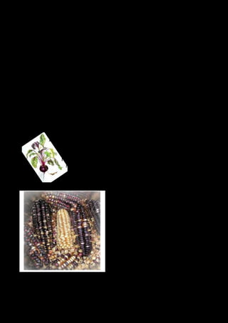 34 
Local seed networks 
Your local seed network may be a group of friends or neighbours or it may be an organised 
group like Alice Spring Seed Savers. 
Alice Springs Seed Savers have a seed bank of many varieties of vegetables that have been 
growing in town for generations. 
By growing and sharing seed you are continuing an ancient tradition of selection and nur-ture 
which has produced the majority of our vegetable varieties today. 
Difficult to save seeds 
Some seeds are difficult to save. Most of these are biennials, which means they flower and 
produce seed in their second year. This means having to live through a hot summer often 
with significant insect attack. Others are tropical plants which fruit in winter and can be 
subject to damaging frosts. 
If you have success in saving large amounts of the following seeds in Alice – please share 
them around 
Parsnip 
Beetroot 
Turnip 
Silverbeet 
Kale (cavolo nero and others) 
Pigeon pea 
The Seed Savers Handbook by Jude and 
Michel Fanton gives in depth information 
on how to save different vegetable seeds. 
Look up the Australian Seedsavers 
Network website: www.seedsavers.net for 
further information or to purchase The 
Seed Savers Handbook. 
Find the Alice Springs Seedsavers group 
online at http://www.seedsavers.net/lsn/ 
alice-springs-seed-savers 
 