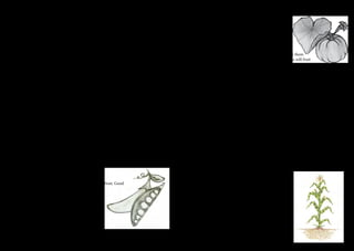 Best Vegetables for the Summer Garden 
Pumpkin 
Shelter from early frosts. May need to hand pollinate in 
order to get pumpkins (see p.9). Some varieties store well (eg 
Queensland blue and butternut) Pumpkins are fairly resistant 
to grasshoppers! Store only with a long stem. 
Cherry tomatoes 
Do better in hot climates than other varieties of tomato. Stake them 
as they grow to prevent them from touching the ground. These will fruit 
throughout the summer while large tomatoes will not once the weather turns 
hot. Fruit fly leave the small tomatoes alone. 
Snake Beans 
Plant in August onwards and provide sturdy stakes as they are quite vigorous. This is the 
only bean that will produce in really hot weather in Alice Springs. Keep picking to encour-age 
fruiting otherwise they will slow down production. Chickens and children love the 
beans that have gone too far. Other bush beans must be planted in very early August before 
the hot weather. 
Sweetcorn 
Plant after last frost. Requires 70-120 days from planting to harvest. They are ready to 
pick when the silks start to get dry. May not set fruit well if they are flowering in very hot 
weather so stick to optimal planting times. Mound soil around stems to help stabilise the 
plants (they produce more roots) and help them resist winds. Plant in blocks to increase 
pollination between plants and plant several crops 6 weeks apart. 
Watermelon 
Give plenty of room and they will benefit from plenty of compost. Plant in full sun away 
from pumpkins as the pumpkins will take over. Ensure deep watering and mulch thickly. 
Zucchini 
Need to be sheltered from early frosts. May need hand pollination to get zucchini (see 
hand pollination p.9) Keep picking fruit frequently (this 
means daily in summer) otherwise they will set large fruits 
and slow down production of any more flowers and fruit. 
Plants will spread more than 1 metre wide. Plant enough 
plants (usually 3) so that you always have some male and 
female flowers for pollination. 
Best Vegetables for the Winter Garden 
Broccoli 
Planting times can vary depending on variety but best planted in March/ April. Sow seeds 
in seed trays and plant out seedlings when 5-10cms tall. Your plants will keep sending out 
smaller heads for as long as you can keep picking them. Do not let any of the shoots flower 
if you want to keep picking them. Aphids may be a problem in early spring. 
Cabbage 
Are heavy feeders, prepare beds well with lots of compost. Harden off and transplant seed-lings 
at 5-10cms. Ensure daily watering in warmer months and mulch around each plant. 
Autumn planted cabbage will taste better and have less pest problems than summer, matur-ing 
cabbage which can get very strong flavoured. Watch out for caterpillars and pick them 
off and use soapy water sprays on aphids. Smaller varieties mature earlier (around 10 weeks 
after transplanting) whilst other varieties can be left until well into summer although the 
flavour gets stronger. Can harvest well into summer. 
Ethiopian cabbage: A loose leaf cabbage that grows well all year round. Pick individual 
leaves as you need them. 
Chinese greens – pak tsoi, tat tsoi, bok choy etc. 
Seeds can be sown close together for lots of small plants or further apart for bigger leaves. 
Watch out for caterpillars on young plants. Tends to produce for much longer than pak tsoi 
and bok choy before going to seed. Can be grown in summer if watered several times a day. 
Lettuce 
The Leaf/bunching, Cos and Butter-head lettuces grow better than the traditional hearting 
or Iceburg variety in arid conditions. The leaves can be picked individually as needed. They 
can be direct sown into the garden and watered frequently until established, shade cloth 
may be required in warm weather. Mulch around and between plants. Late summer sowings 
will need shading after germination. 
Peas 
Like full sun and very fertile soil. Stake well and pick frequently or they will 
slow down production. Observe optimal planting times. 
Silverbeet 
Grows quickly in warmer weather but also survives the frost. Good 
spinach for Alice but is not nematode resistant. 
Fennel 
Easy to grow in good fertile soil. Plant in March/April. 
You can plant directly or in pots for later transplant-ing. 
Likes full sun in winter. 
38 39 
 