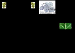 Grapes (fruit Nov – Jan) 
Table grapes are another highly reliable Alice Spring fruit. Use them 
for shade in the summer on a trellis and they let through the winter 
light later in the year. Kids love them but you do have to protect 
them from ring-necked parrots who want your share as well as 
theirs. It is easy to dry your own grapes with the temperatures here 
Establishment 
Grapes can easily be grown from prunings of other grapes – how easy is that? Poke them in 
the ground in winter and keep them watered and you will have more grapes. Later, if need 
be, transplant them to their final spot. An area that is free from shade and competition from 
other trees and shrubs is best. Plant them where you need summer shade and winter sun such 
as against a western facing wall or over a north facing entertaining area – get the Tuscan look 
going. If nematodes in your garden have been a problem only plant grafted nematode resistant 
varieties, cutting grown plants are highly susceptible to attack from nematodes. 
Varieties 
There are lots of varieties that grow well in Alice Springs and are available at most nurseries 
(see Garden Directory). You may want to plant more than one variety to stagger your crop over 
several months. 
Watering 
Twice a week, drippers can be used successfully. See p.11 for suggested watering regime for 
established grapes. Decrease water from April to August when the vine is dormant. 
Maintenance 
Different varieties of grapes require different methods of pruning, be sure to note the variety 
and suggested pruning when you buy your grapes. Yearly pruning of growth back to one to 4 
main leaders. Prune late June to July. Liquid fertilise weekly around October to ensure lots of 
fruit. 
Problems 
Caterpillars are a problem in summer especially when the vines are young keep a close watch as 
one day they seem ok and the next day they are defoliated. Control with Dipel or pick them off. 
Grasshoppers can also a problem. 
“I bag the fruit, and have used Pest Guard 
bags in the past, but it rained heavily last 
year and we lost a lot of our grapes to 
mould. I plan to make bags from fly wire 
mesh this year” - Judy Buckman 
in summer. 
Figs are a luxury which we can enjoy in Alice earlier than 
the rest of the country. So many ways to cook them – you 
can dry them and preserve them for the whole year. 
Fig 
Establishment 
Like grapes figs can be established from planting winter prunings, shoved in the ground 
and watered. Also like grapes they are best planted in winter, around June. Dislike windy 
spots. 
Varieties 
Again there are many types of figs, try local nurseries for available varieties. Deanne and 
Black Genoa are popular. 
Watering 
High delivery drippers may be suitable in a ring around fig trees and a generous layer 
of mulch. They have a shallow and competitive root 
system. 
Maintenance 
Figs are best pruned only lightly in late June to July in 
order to: 
1) attain the desired shape (often vase-shaped) 
2) keep them at a height where fruit can be picked 
3) thin out branches which may result in a battle to pick fruit. 
Do not allow suckers to grow, pinch them out to maintain shape 
“Figs can produce two crops a 
year, the early light crop being 
borne on last year’s old wood, the 
main crop is borne on the current 
season’s wood.”- Geoff Miers 
Problems 
Figs can support nematodes although they don’t seem to be much 
affected by them. Grasshoppers may be a problem to young 
trees. Fruit fly is a menace especially for later fruiting figs. The 
early fruiting figs often miss out on the fruit fly. Rain heat and 
humidity around fruiting time can be detrimental to fruit with 
rotting taking place. Net trees or else birds will get all your 
fruit. 
For figs and 
citrus: Removing all 
fruit from the tree in 
the first year will allow 
it to put all its energy 
into formative 
growth. 
44 45 
 