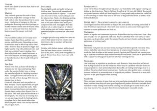 Loquat 
Hardy trees. Fruit fly love the fruit, best to net 
the whole tree. 
Mango 
They certainly grow not far north of here; 
and several people have a mango in their 
back yard in Alice that produces fruit in some 
years. Limitations of mangoes in Alice are 
perhaps the flowering time which perhaps co-incides 
with the coldest time of the year. They 
need to be protected from frost. Kerosene 
lanterns under the canopy work well. 
Olive 
Once established, there are not many more 
hardier plants than Olives, and they can 
survive with little water. Depending on your 
location they may be able to tap into a water 
table. However they do produce a bigger and 
higher quality crop with additional water and 
fruit may wrinkle if water is lacking. Give 
them a big drink once a week, bath water is 
fine. Some varieties are better picked green 
or black but most are fine to pick both green 
and black. 
Paw Paw 
Protect from frost, as fruits will develop in 
Autumn and not ripen until spring. Plant 
under the canopy of other trees, or along 
the north facing side of a building to protect 
them. Corrugated roofs and fences will in-crease 
the risk of frost damage if the trees are 
planted close to them. 
Grow well from seed, and can produce in 
their first year. If your supermarket paw paw 
is delicious, save and plant the seeds. Male 
plants produce their flowers on long stalks. 
Female plants produce their flowers close to 
the trunk. One male plant will fertilise 8 or 9 
female plants. The only way of ensuring that 
you are growing a female (ie fruiting) plants 
is to plant the jet black seeds rather than 
those of a paler colour. You can buy bisexual 
red paw paw plants. 
Pineapple 
Needs slightly acidic soil and is best grown 
in 40cm pots. Twist top off pineapple and 
remove outside leaves to expose a 2-3cm stem 
area for roots to form. Leave cutting to cure 
for a day or two. Need a free draining potting 
mix. Two parts of general purpose potting 
mix to two parts washed sand and 1 part 
compost works well. Pineapples don’t like 
alkaline soil, so add a teaspoon of sulphur 
to the potting mix, and water a teaspoon of 
powdered sulphur in around the plant twice 
a year. 
A dripper placed to drip water down into the 
centre of the plant, for a few minutes each 
day (twice a day in summer) will provide 
adequate water. 
Fertilise with chicken manure pellets tossed 
into the lower leaves, or very close to the 
base of the plant. Mulch well with pebbles or 
gravel. Protect from frost. Can’t cope with 
wet roots. 
A fruiting pineapple 
in Alice Springs 
Pomegranate 
Grow well in Alice. Drought tolerant but grows and fruits better with regular watering and 
feeding as for citrus trees. Plant in full sun. Bears fruit at 5-6 years old. Mulch. You can ob-tain 
grafted varieties which will bear larger fruit. Prune growth and suckers that could lead 
to overcrowding in winter. May need to net trees, or bag individual fruits, to protect from 
birds and chickens. 
Stone fruit- Peach/nectarine/plum/apricot 
Look to purchase low chill varieties as they are far more prolific in fruiting particularly if 
mild Winters are experienced. Check with your nursery as some stone fruit require two 
varieties to ensure pollination and fruit set. 
Watering 
Should be regular and continuous as peaches do not like to be dry at any time – but 3 drip-pers 
around a tree are apparently sufficient. Peaches distribute their own water, so water-ing 
points can be anywhere under the canopy. Peaches are heavy feeders and need a good 
application of fertiliser yearly 
Pruning 
Most stone fruit grow fast and need heavy pruning of old lateral growth every year. Also, 
remove half of the side shoots from laterals and all weak or dead branches, bearing in 
mind that fruit develops on last season’s growth. Apricots and Plums do not require prun-ing 
to fruit but to maintain shape and to remove old dead wood. Treat cuts in apricots trees 
with a copper based fungicide to prevent infection entering the tree. 
Problems 
Late frosts may be a problem as peaches are early flowerers. Most stone fruit will attract 
fruit fly, bag each fruit or net the whole tree. Wind may be a problem when the fruits are 
young so plant in a more protected position if possible. At fruiting time fungus may be a 
problem if you have had humid summer rain. Peaches are often grafted onto a nematode 
resistant rootstock, so nematodes may be a significant problem. Gumosis is an issue with 
Apricots so use good hygiene when pruning. 
Varieties 
There are many varieties of stone fruit and new ones being produced all the time. Selecting 
dwarf varieties (trees that will never grow huge but still produce delicious, reachable fruit) 
will allow for easy netting from fruit fly ensuring you actually get to eat the fruit! Ask at 
your local nursery. You can grow them from seed and expect reasonable results. 
48 49 
 