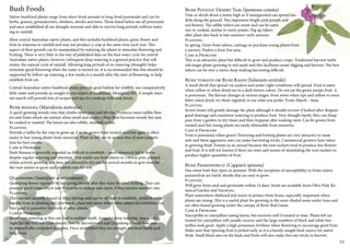 Bush Foods 
Native bushfood plants range from short-lived annuals to long-lived perennials and can be 
herbs, grasses, groundcovers, climbers, shrubs and trees. Those listed below are all perennials 
and once established all are drought resistant and able to survive long periods without water-ing 
or rainfall. 
Most central Australian native plants, and this includes bushfood plants, grow, flower and 
fruit in response to rainfall and may not produce a crop at the same time each year. This 
aspect of their growth can be manipulated by watering the plants to stimulate flowering and 
fruiting. There is very little in the way of published data on the best water cycle for central 
Australian native plants, however, infrequent deep watering is a general practice that will 
mimic the natural cycle of rainfall. Allowing long periods of no watering (drought) helps 
stimulate good flowering when the water is turned on. It is recommended that this should be 
supported by follow-up watering, a few weeks to a month after the start of flowering, to help 
establish fruit-set. 
Central Australian native bushfood plants provide great habitat for wildlife, use comparatively 
little water and provide an insight to one aspect of traditional Aboriginal life. A simple inter-net 
search will provide lots of recipes and tips for cooking with bush foods. 
Bush banana (Marsdenia australis) 
A quick growing woody vine that climbs other trees and shrubs. Produces sweet edible flow-ers 
and fruits which are tastiest when small and tender. Older fruit becomes woody but may 
be cooked or roasted. The leaves are also edible, steamed or raw. 
Planting 
Provide a trellis for the vine to grow up. Can be grown from treated seed but again is often 
easier to buy young plants from nurseries. Plant in full sun in an area free of root competi-tion 
for best results. 
Care & Problems 
Bush Banana is generally regarded as difficult to establish – most tubestock fail to thrive 
despite regular watering and attention. Best results are from plants in 140mm pots, planted 
whilst actively growing and then not allowed to dry out for several months to give time for 
the root system to grow and establish into the soil. 
Quandong (Santalum acuminatum) 
Quandong flower regularly in late spring shortly after they have finished fruiting. They can 
produce good crops which take 9 months to mature and ripen, if they receive summer rain. 
Planting 
They are not naturally found in Alice Springs and can be difficult to establish. Avoid disturb-ing 
the roots at planting and afterwards, plant into areas where other plants are established as 
they need to parasitise the roots of other plants. 
Care & Problems 
Avoid over watering as this can lead to sudden death. Irregular deep watering once a fort-night 
for the first two years should then be discontinued and Quandong should then only 
be watered after extended droughts. Once established they are drought and frost hardy and 
long-lived. 
Bush Potato/ Desert Yam (Ipomoea costata) 
Vine or shrub about a metre high or if unsupported can spread ten-drils 
along the ground. Has impressive bright pink/purple and 
red flowers. The edible tubers are sweet and can be eaten 
raw or cooked, similar to sweet potato. Dig up tubers 
after plant dies back in late summer/ early autumn. 
Planting 
In spring. Grow from tubers, cuttings or purchase young plants from 
a nursery. Prefers a frost free area. 
Care & Problems 
This is an attractive plant but difficult to grow and produce crops. Traditional harvest meth-ods 
target plants growing in red sands and this facilitates easier digging and harvest. The best 
tubers can be over a metre deep making harvesting difficult. 
Bush tomato or Bush Rasin (Solanum centrale) 
A small shrub that spread via suckers and under right conditions will spread. Fruit is eaten 
when yellow or when dried out to a dark brown colour. Do not eat the green unripe fruit- it 
is poisonous. The flavour changes at various stages, from sweet when ripe and yellow to more 
bitter when dried, try them regularly to see what you prefer. Fruits March – June. 
Planting 
Severe frosts will greatly damage the plant although it should recover if looked after. Require 
good drainage and consistent watering to produce fruit. Very drought hardy, they can disap-pear 
from a garden in dry times and then reappear after soaking rains. Can be grown from 
treated seed but young plants are easily obtainable from nurseries. 
Care & Problems 
Fruit is poisonous when green! Flowering and fruiting plants are very attractive to meat 
ants and these aggressive ants can make harvesting tricky. Commercial growers have taken 
to growing Bush Tomato as an annual because the root suckers tend to produce less flowers 
and fruit. It is still not known if there are ways and means of stimulating the root suckers to 
produce higher quantities of fruit. 
Bush Passionfruit (Capparis spinosa) 
Has sweet fruit that ripen in summer. With the exception of susceptibility to frosts native 
passionfruit are hardy shrubs that are easy to grow. 
Planting 
Will grow from seed and germinate within 14 days. Seeds are available from Olive Pink Bo-tanical 
Garden and Nurseries. 
Plant somewhere sheltered and warm to protect from frosts, especially important when 
plants are young. This is a useful plant for growing in the semi-shaded areas under trees and 
are often found growing under the canopy of River Red Gums. 
Care & Problems 
Susceptible to caterpillars eating leaves, but recovers well if treated in time. Plants left un-treated 
for caterpillars will usually recover and the large numbers of black and white but-terflies 
look great. Apply a high potassium fertiliser when flowering to encourage good fruit. 
Make sure that ripening fruit is picked early as it is a keenly sought food source for native 
birds. Small black ants on the buds and fruits will also make this one tricky to harvest. 
52 53 
 