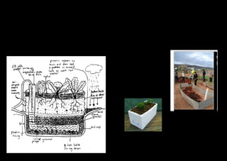 Wicking Garden Beds 
A wicking bed is a garden bed that is sealed underneath and uses capillary action to ‘wick’ 
water up into the roots of the plants. It is possible for water to ‘wick’ 30 cm up through the 
soil. 
Simple but effective, they are very suited to arid conditions and areas with erratic rainfall. In 
this regard they are considered an adaptation tool for the impacts of climate change on food 
production. 
Why a wicking bed? 
• Saves water- No evaporation or loss of unused water through soil 
• Requires watering less often and can be left unattended 
• Plants have access to a large store of water, reducing stress 
Wicking Garden Beds Need: 
1. Space for water to be stored. Wicking 
garden beds are built inside a plastic liner 
or water proof container. Water can also be 
trapped in recycled cut open drink bottles 
buried under the soil or amongst gravel/sand 
at the bottom of the liner/container. 
2. An overflow point 20-30cms below the 
top of the soil to prevent waterlogging. Often 
a pipe with holes in is used to distribute the 
water underneath the soil. 
To learn a lot more about the wicking garden 
principles go to 
www.waterright.com.au 
Understanding the basic principals of a 
wicking garden bed enables us to go on and 
experiment with all kinds of variations. 
You may choose to use the wicking bed 
principles on a small and cheap scale, using 
recycled materials. 
For garden bed ideas and how to make a 
polystyrene box garden with wicking princi-ples 
see www.easygrowvegetables.com 
You may choose to make a large wicking 
garden bed (see drawing opposite for one 
design). It might have timber or corrugated 
iron sides or might just be mounded up a lit-tle. 
It might be dug into the ground or built 
up above it entirely. 
These larger garden beds can often extend 
the plastic out around the bed to catch more 
rain (see drawing). You could also direct 
water run-off into the wicking bed. 
Big wicking garden beds work extremely 
well with a worm farm situated inside them. 
A bucket with several inch-holes drilled in it 
is enough. 
6 7 
 