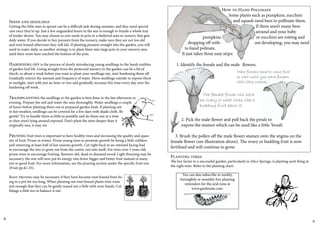 Seeds and seedlings 
Getting the little ones to sprout can be a difficult task during summer, and they need special 
care once they’re up. Just a few unguarded hours in the sun is enough to frazzle a whole tray 
of tender shoots. You may choose to sow seeds in pots in a sheltered area or nursery that gets 
daily water. If you decide to buy punnets from the nursery, make sure they are not too old 
and root-bound otherwise they will fail. If planting punnets straight into the garden, you will 
need to water daily, so another strategy is to plant these into large pots in your nursery area 
until their roots have reached the bottom of the pots. 
Hardening off is the process of slowly introducing young seedlings to the harsh realities 
of garden bed life. Going straight from the protected nursery to the garden can be a bit of 
shock, so about a week before you want to plant your seedlings out, start hardening them off. 
Gradually restrict the amount and frequency of water. Move seedlings outside to expose them 
to sunlight, start with just an hour or two and gradually increase this time every day over the 
hardening off week. 
Transplanting the seedlings to the garden is best done in the late afternoon or 
evening. Prepare the soil and water the area thoroughly. Water seedlings a couple 
of hours before planting them out in prepared garden beds. If planting out 
in hot weather, seedlings can be covered for a few days with shade cloth. Be 
gentle! Try to handle them as little as possible and do them one at a time 
so they aren’t lying around exposed. Don’t plant the stem deeper than it 
originally was, it may rot. 
Pruning fruit trees is important to have healthy trees and increasing the quality and quan-tity 
of fruit. Prune in winter. Prune young trees to promote growth by being a little ruthless 
and removing at least half of last seasons growth. Cut right back to an outward facing bud 
to encourage the tree to grow out from the centre, not into itself. For trees over 3 years old, 
prune trees to encourage fruiting. Remove old, dead or diseased wood. Light thinning may be 
necessary, the tree will now put its energy into fewer bigger and better fruit instead of many 
not so good fruit. For more information, see the pruning section under the specific fruit tree 
(Fruit pp.42-25). 
Root pruning may be necessary if they have become root bound from be-ing 
in a pot for too long. When planting out root bound plants trim roots 
just enough that they can be gently teased out a little with your hands. Cut 
foliage a little too to balance it out. 
How to Hand Pollinate 
Some plants such as pumpkins, zucchini 
and squash need bees to pollinate them. 
If there aren’t many bees 
around and your baby 
pumpkins or zucchini are rotting and 
dropping off with- out developing, you may need 
to hand polinate. 
It just takes three easy steps: 
1. Identify the female and the male flowers. 
Male flowers tend to come first 
so wait until you have flowers 
with little ovaries. 
The female flower will have 
an ovary or what looks like a 
budding fruit below it. 
2. Pick the male flower and pull back the petals to 
expose the stamen which can be used like a little ‘brush’. 
3. Brush the pollen off the male flower stamen onto the stigma on the 
female flower (see illustration above). The ovary or budding fruit is now 
fertilised and will continue to grow. 
Planting times 
The key factor to a successful garden, particularly in Alice Springs, is planting each thing at 
the right time. Refer to the planting chart. 
You can also subscribe to weekly, 
fortnightly or monthly free planting 
reminders for the arid zone at 
www.gardenate.com. 
8 9 
 