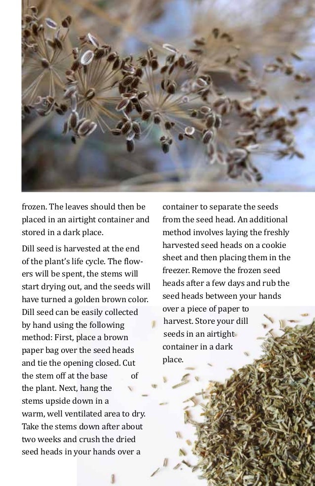 Dill Herb Seed Saving, Growing and Harvesting