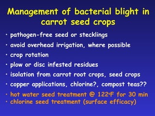 Diseases in Vegetable Seed Crops | PDF