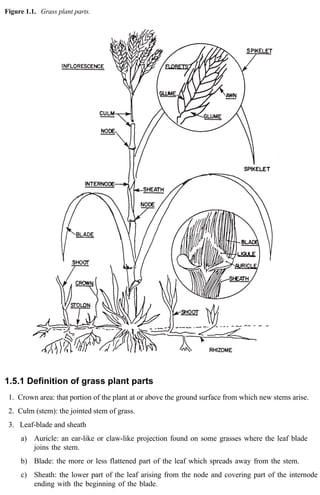 Figure 1.1. Grass plant parts. 
1.5.1 Definition of grass plant parts 
1. Crown area: that portion of the plant at or above the ground surface from which new stems arise. 
2. Culm (stem): the jointed stem of grass. 
3. Leaf-blade and sheath 
a) Auricle: an ear-like or claw-like projection found on some grasses where the leaf blade 
joins the stem. 
b) Blade: the more or less flattened part of the leaf which spreads away from the stem. 
c) Sheath: the lower part of the leaf arising from the node and covering part of the internode 
ending with the beginning of the blade. 
 