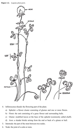 Figure 1.2. Legume plant parts. 
4. Inflorescence (head): the flowering part of the plant. 
a) Spikelet: a flower cluster consisting of glumes and one or more florets. 
b) Floret: the unit consisting of a grass flower and surrounding hulls. 
c) Glume: modified leaves at the base of the spikelet (commonly called chaff). 
d) Awn: a slender bristle arising from the end or back of a glume or hull. 
5. Internode: the part of the stem between two nodes. 
6. Node: the joint of a culm or stem. 
 