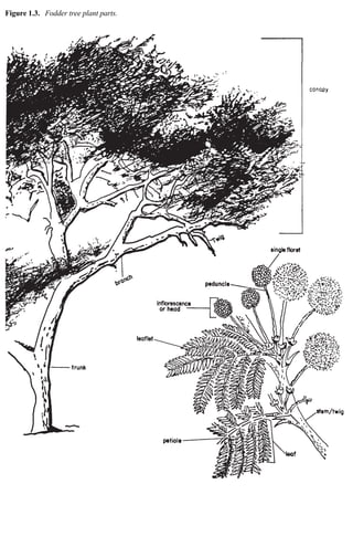Figure 1.3. Fodder tree plant parts. 
 