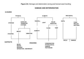 Figure 2.8. Damage and deterioration during post-harvest seed handling. 
PHYSICAL 
STORAGE 
STACKING 
HANDLING 
TRANSPORT 
SYSTEMS 
IMPACT 
VIBRATION 
DAMAGE AND DETERIORATION 
CONDENSATION 
PHYSIOLOGICAL 
DAMAGE 
PEST/DIEASE 
A.CAUSES 
B.EFFECTS 
MICRO 
MACRO 
BRUISING 
SEPARATION - SIZE/WEIGHT 
CLIMATIC 
RAINFALL 
HUMIDITY 
SOLAR 
RADIATION 
BIOLOGICAL 
PESTS 
FUNGI 
MOULDS 
BACTERIA 
DECAY DAMAGE 
TEMP 
LIGHT 
FLOOD 
CRACKING 
 