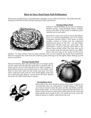 How to Save Seed from Self-Pollinators 
The process of pollination in self-pollinating vegetables occurs within each flower. The pollen from the 
male part of the flower falls into the female part of the same flower. 
35 
Saving Lettuce Seed 
Lettuce is self-pollinating. If you want to maintain 
absolute purity, avoid planting lettuce varieties 
next to each other. If 95% purity is sufficient, plant 
varieties next to each other. 
Start lettuce seeds early indoors about mid-March. 
Grow to a good transplanting size (4-6 weeks). 
Transplant outside about a foot apart in moist 
weather. Lettuce is hardy and can withstand 
temperatures down to the 20s. Let the lettuce 
plants grow till they send up a seed stalk. The 
seed-head is ready to harvest when half of the 
flowers have turned white. This may take up to 
two months from the time the lettuce was edible. 
Don’t wait too long or the seeds will fly away 
(shatter). To clean lettuce seed by hand carefully rub out and separate the seeds from seed-head. 
Winnow (separate the seeds from the chaff) by gently blowing away the lighter chaff; shaking up and 
down as you blow. 
Saving Tomato Seed 
Harvest tomatoes when soft and fully ripe or overripe. Scoop 
out the seeds with the jelly-like pulp that is attached. Mix in 
water and let sit out in the open but not in direct sunlight. A 
fermentation process occurs which may be a bit smelly. After 
three or four days skim off the moldy top layer and rinse 
seeds. Add more water and stir. Pour off the lighter seeds and 
any remaining pulp. Repeat several times till clean. Spread 
out to dry on a dish. Easier than it sounds. 
Saving Bean Seed 
Beans grown for seed should be given extra room. If leaves are 
overcrowded, they are vulnerable to fungal disease. The beans 
are ready to harvest when the pods are dry and brittle, and the 
beans rattle inside. If a lot of rain is expected when the beans are 
almost ready to harvest, pull up the entire plant by the roots and 
hang upside down inside to dry. Too much rain may cause the 
beans to sprout or mildew while still on the vine. 
 