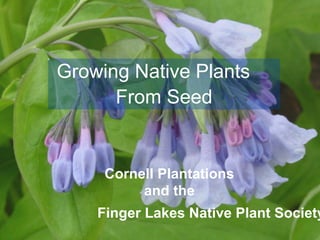 Growing Native Plants 
From Seed 
Cornell Plantations 
and the 
Finger Lakes Native Plant Society 
 