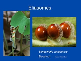 Eliasomes 
Sanguinaria canadensis 
Bloodroot photos: Patrick Coin 
 