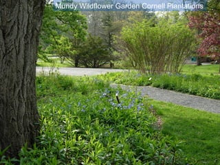 Mundy Wildflower Garden Cornell Plantations 
 