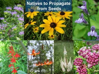 Natives to Propagate 
from Seeds 
 