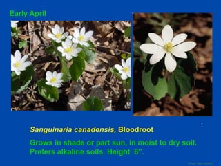 Sanguinaria canadensis, Bloodroot 
Grows in shade or part sun, in moist to dry soil. 
Prefers alkaline soils. Height 6”. 
Photo Paul Schmitt 
Early April 
 