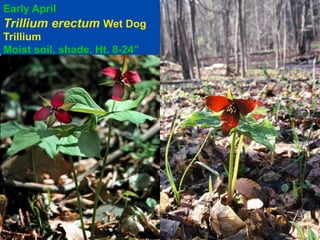 Early April 
Trillium erectum Wet Dog 
Trillium 
Moist soil, shade. Ht. 8-24” 
 
