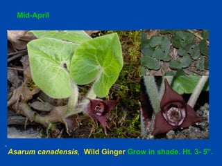 Mid-April 
Asarum canadensis, Wild Ginger Grow in shade. Ht. 3- 5”. 
 