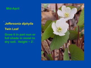 Mid-April 
Jeffersonia diphylla 
Twin Leaf 
Grow it in part sun or 
full shade in moist to 
dry soil. Height ~ 2’. 
 