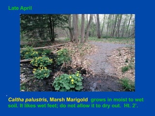 Late April 
Caltha palustris, Marsh Marigold grows in moist to wet 
soil. It likes wet feet; do not allow it to dry out. Ht. 2’. 
 