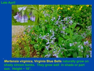 Late April 
Mertensia virginica, Virginia Blue Bells naturally grow on 
shady stream banks. They grow well in shade or part 
sun. Height ~ 18”. 
 