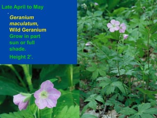Late April to May 
Geranium 
maculatum, 
Wild Geranium 
Grow in part 
sun or full 
shade. 
Height 2’. 
 