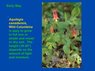 Early May 
Aquilegia 
canadensis, 
Wild Columbine 
is easy to grow 
in full sun or 
shade and moist 
or dry soil. The 
height (18-36”) 
depends on the 
amount of light 
and moisture. 
 